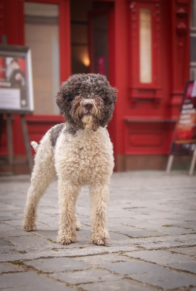Bílohnědý Lagotto Romagnolo před červenými dveřmi