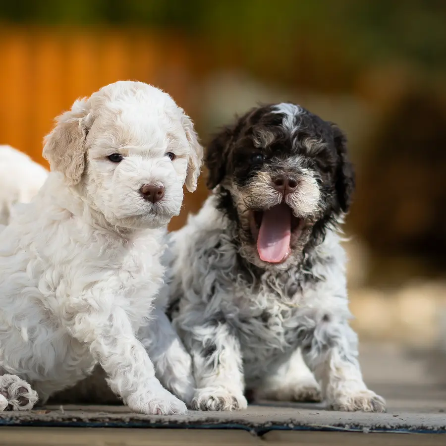 Dvě štěňata Lagotto Romagnolo vedle sebe