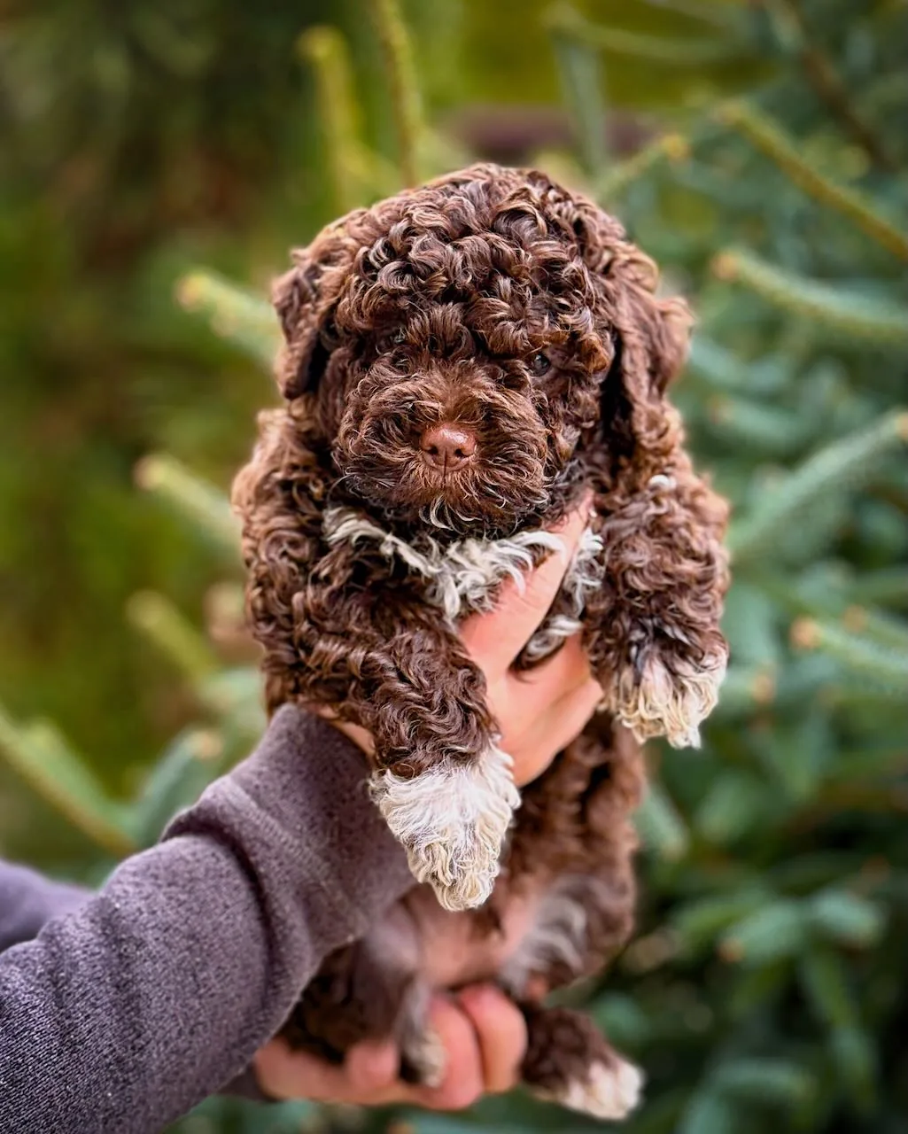 Hnědé štěně Lagotto Romagnolo v náručí