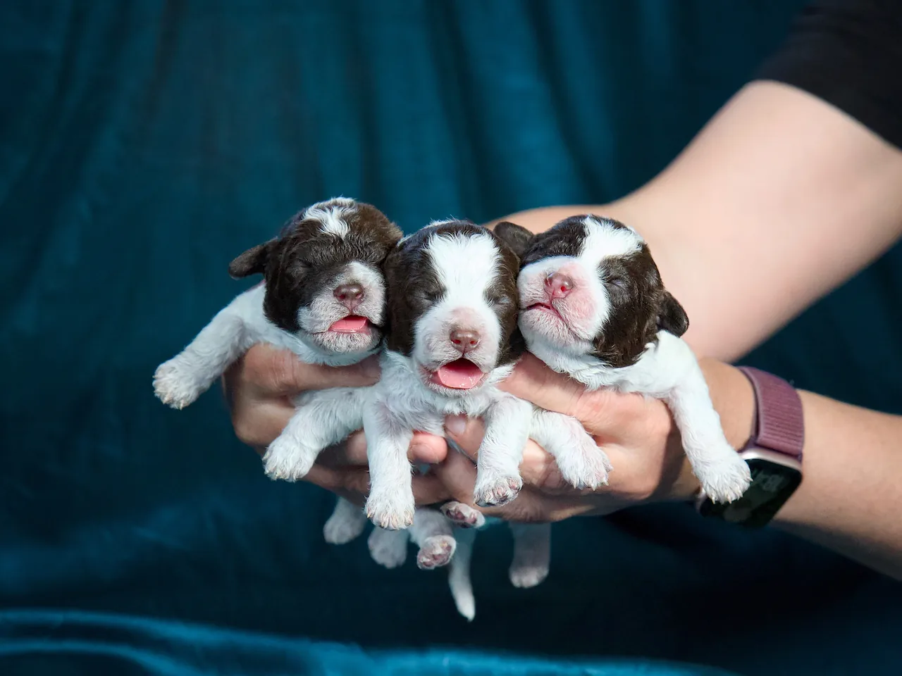 Novorozená štěňata Lagotto Romagnolo v náručí