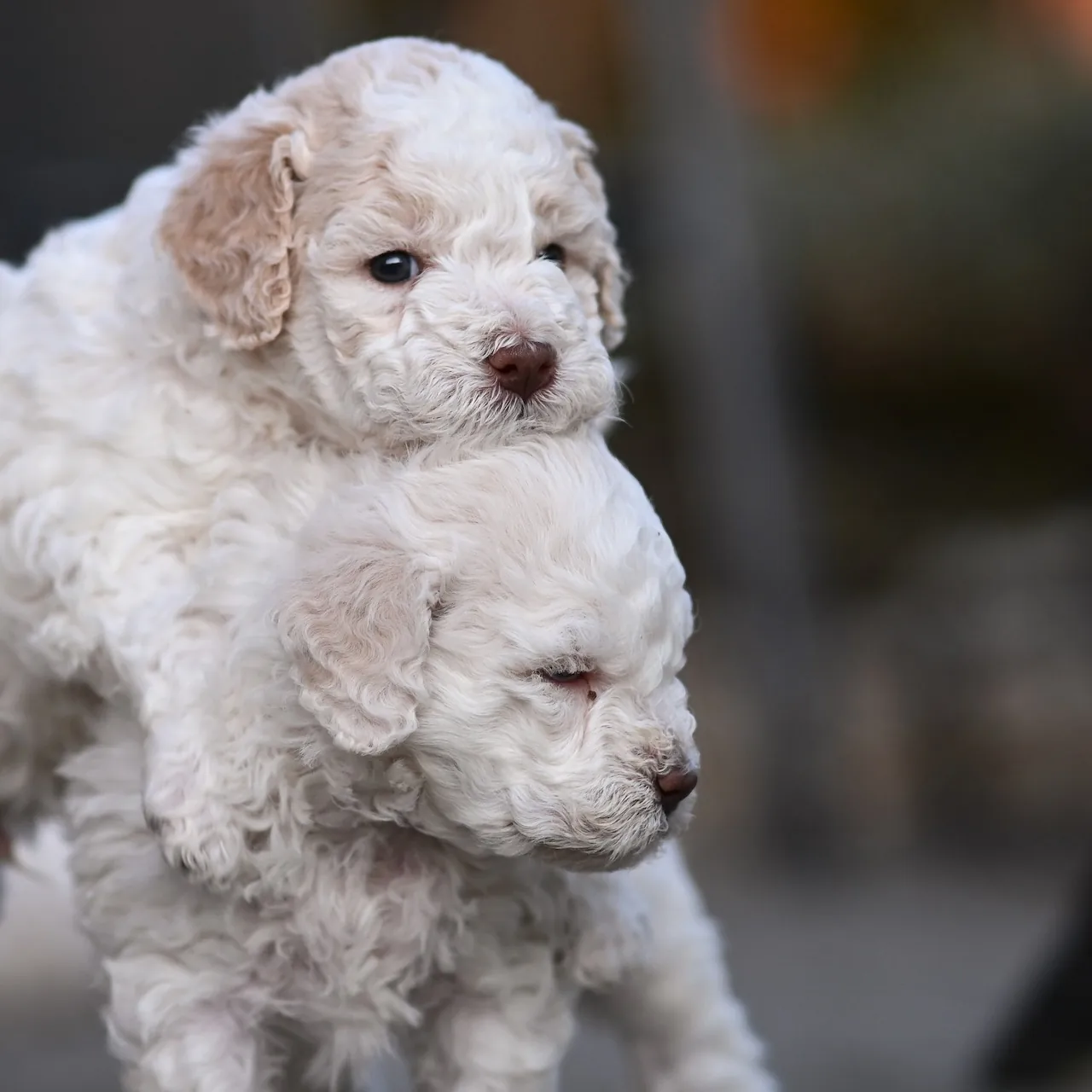 Dvě světlá štěňata Lagotto Romagnolo