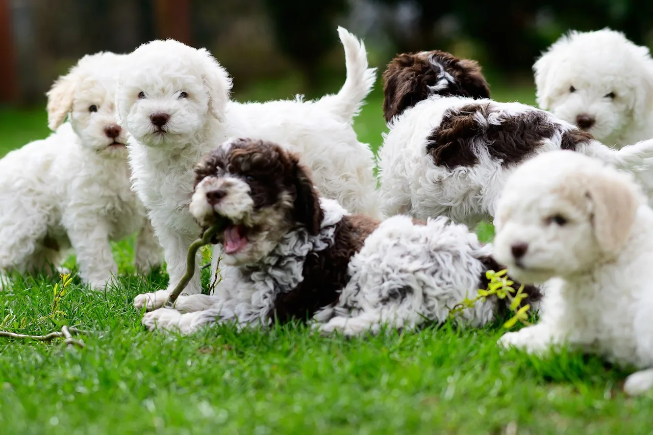 Skupinka štěňat Lagotto Romagnolo na zahradě