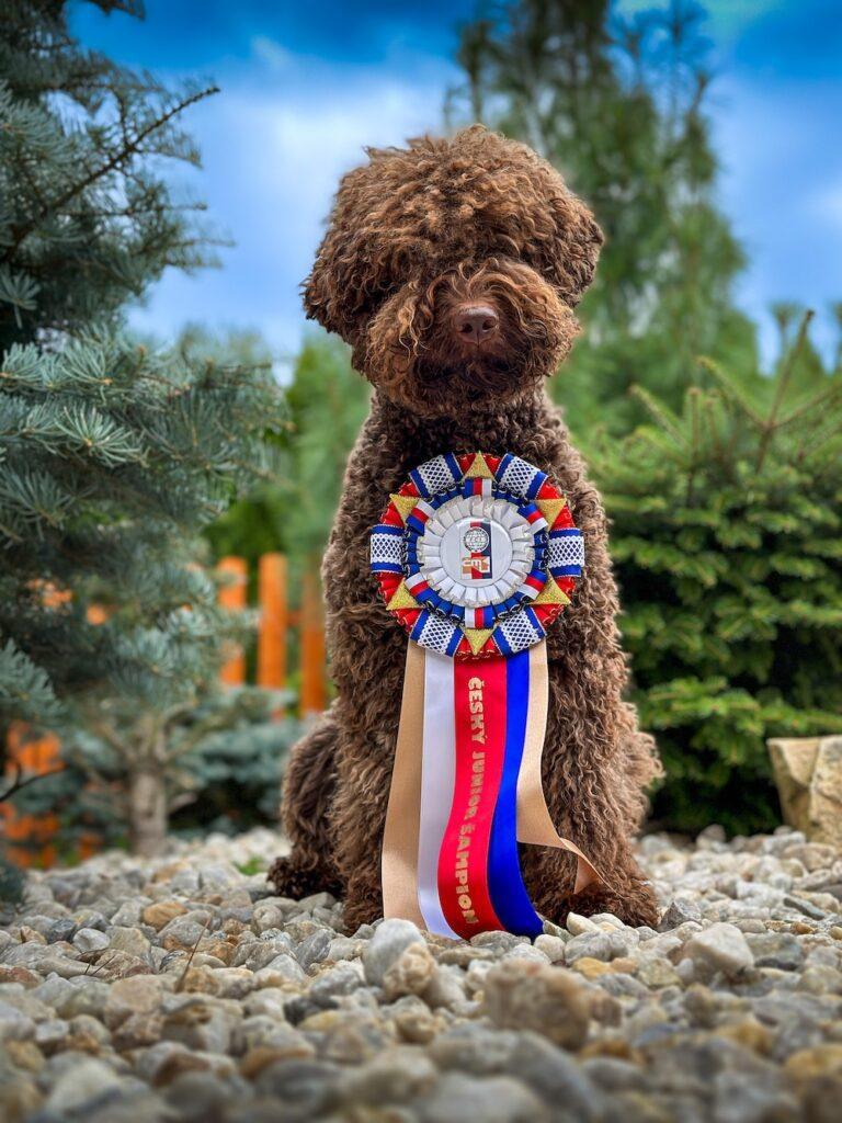 Niki je Český Junioršampion